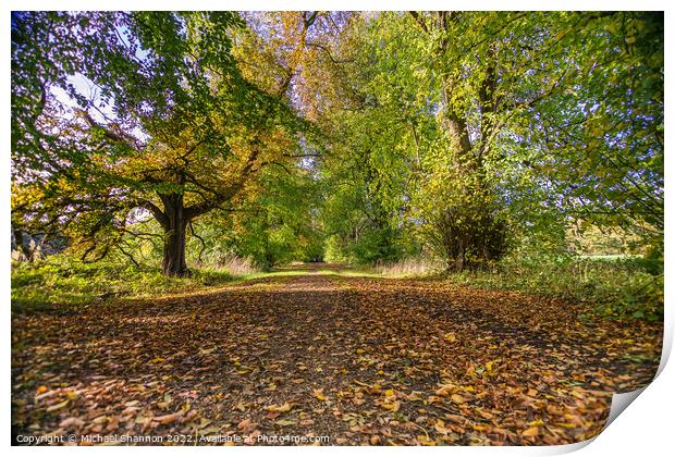 Woodland Walk in Autumn along a tree lined avenue Print by Michael Shannon