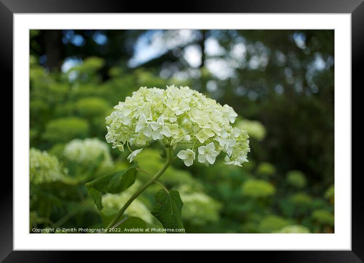 White Hydrangea Flower Framed Mounted Print by Zenith Photography
