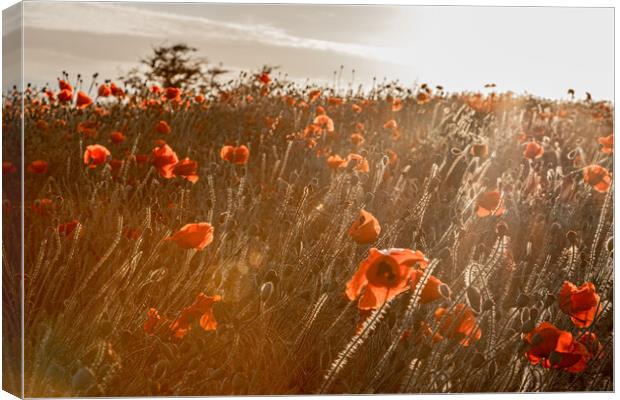 A Poppy Sunset Canvas Print by J Biggadike