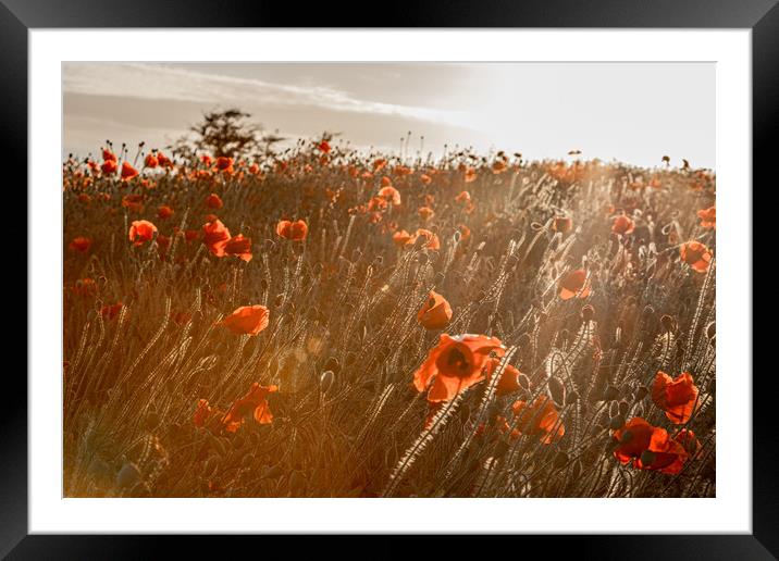 A Poppy Sunset Framed Mounted Print by J Biggadike