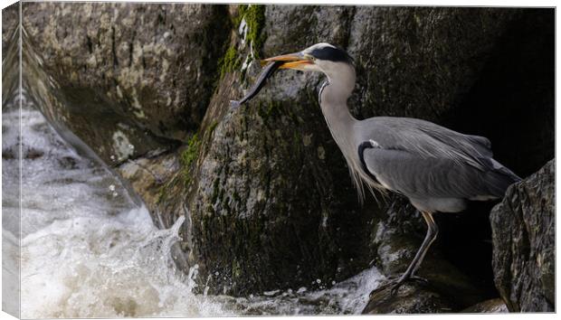 Heron catching Trout Canvas Print by Rory Trappe