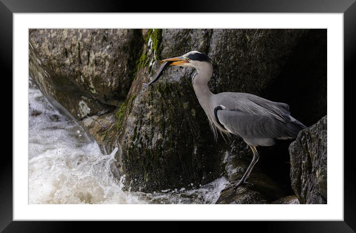 Heron catching Trout Framed Mounted Print by Rory Trappe