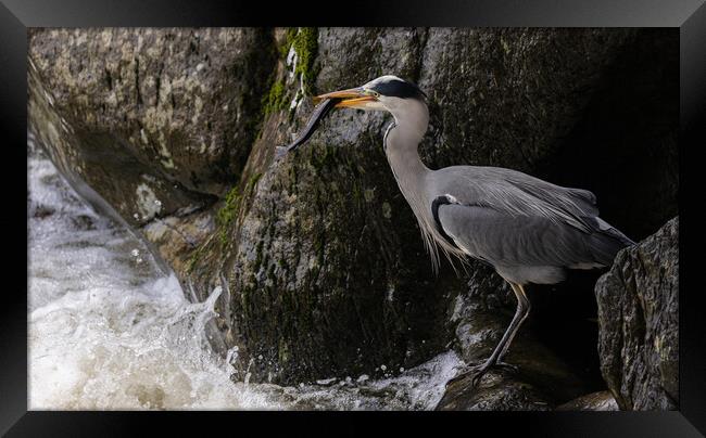 Heron catching Trout Framed Print by Rory Trappe