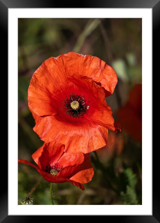 Red Poppy Flower In Bloom Framed Mounted Print by Artur Bogacki
