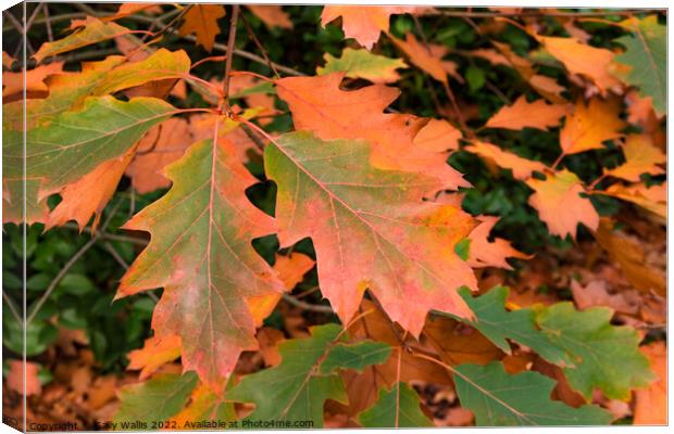 Quercus Rubra Leaves turning brown in the Fall Canvas Print by Sally Wallis