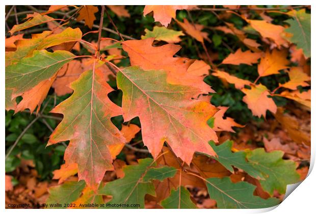 Quercus Rubra Leaves turning brown in the Fall Print by Sally Wallis