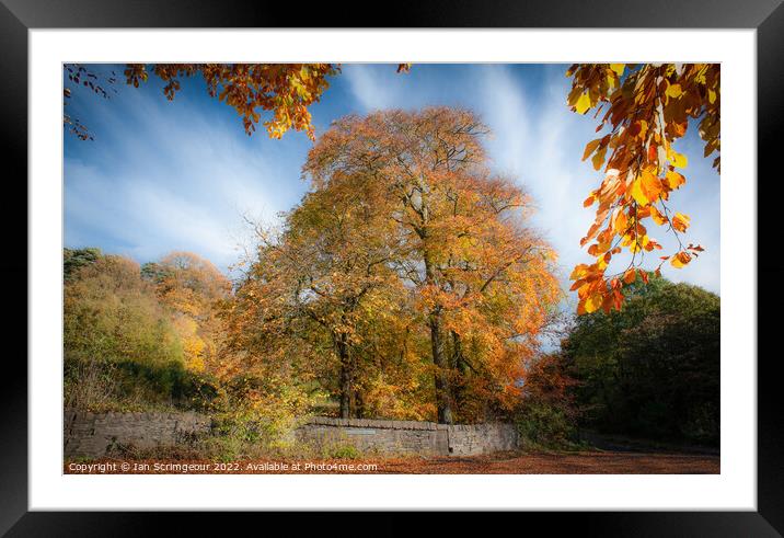 Autumn Framed Mounted Print by Ian Scrimgeour
