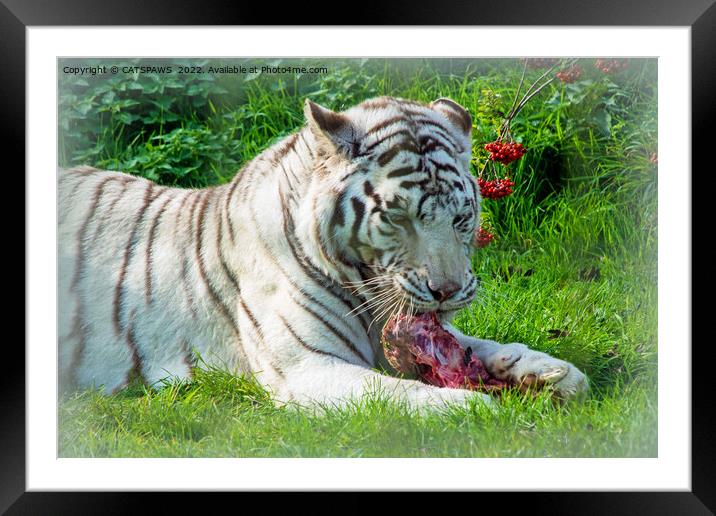 WHITE TIGER LUNCH Framed Mounted Print by CATSPAWS 