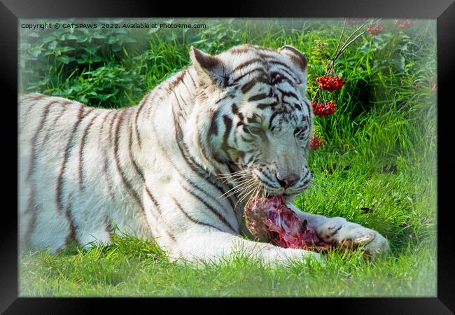 WHITE TIGER LUNCH Framed Print by CATSPAWS 