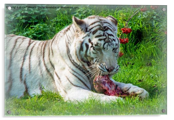 WHITE TIGER LUNCH Acrylic by CATSPAWS 