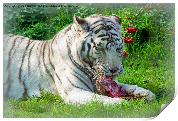 WHITE TIGER LUNCH Print by CATSPAWS 