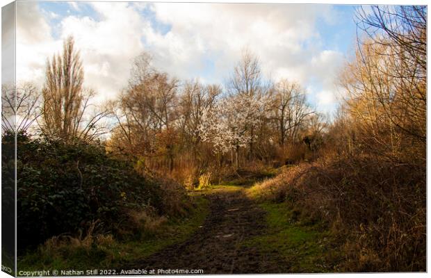 Wandle Meadow Nature Park during Winter Canvas Print by Nathan Still
