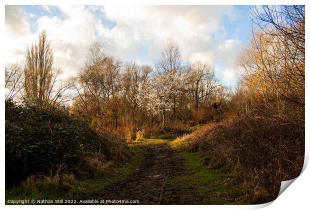 Wandle Meadow Nature Park during Winter Print by Nathan Still