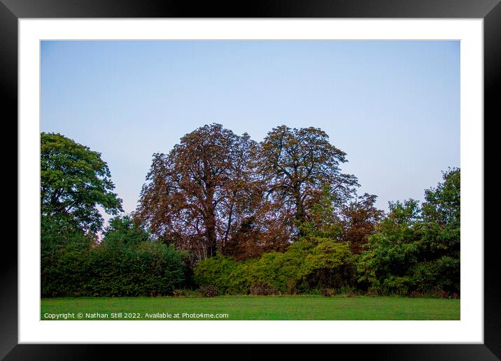 Kapok Trees, Wandle Park during sunrise Framed Mounted Print by Nathan Still