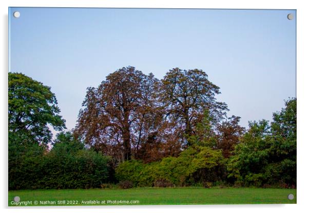 Kapok Trees, Wandle Park during sunrise Acrylic by Nathan Still
