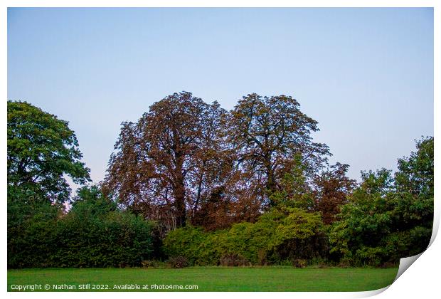 Kapok Trees, Wandle Park during sunrise Print by Nathan Still