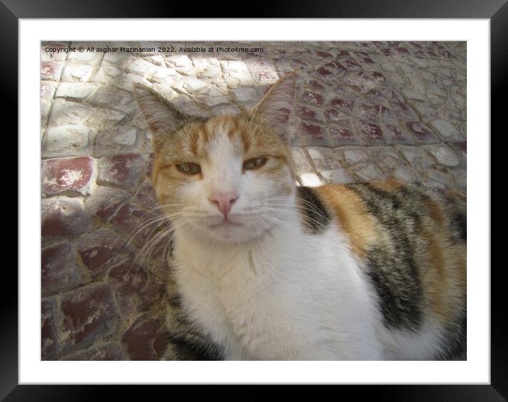 Animal cat Framed Mounted Print by Ali asghar Mazinanian