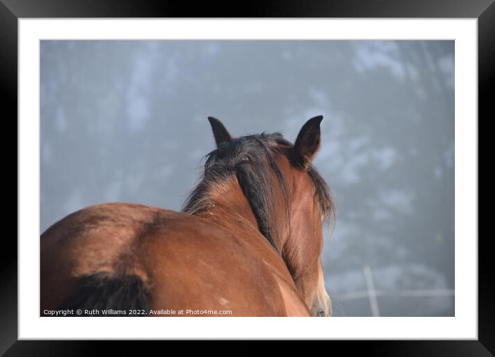 A Bay horse in the mist Framed Mounted Print by Ruth Williams