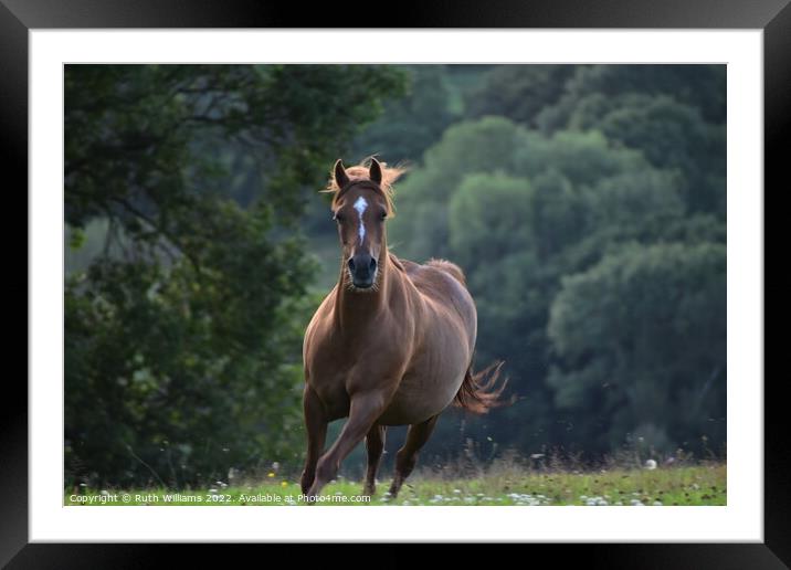 Chestnut Pony Framed Mounted Print by Ruth Williams