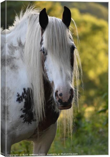 Animal horse Canvas Print by Ruth Williams