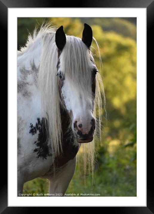 Animal horse Framed Mounted Print by Ruth Williams