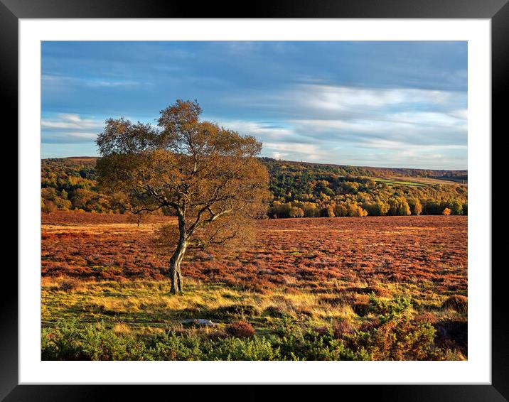 Lawrence Field in Autumn Framed Mounted Print by Darren Galpin