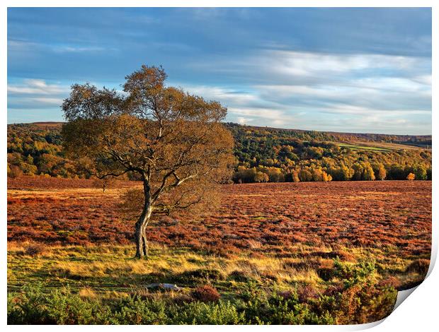 Lawrence Field in Autumn Print by Darren Galpin