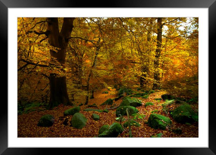 Trees and Rocks at Padley Gorge Framed Mounted Print by Alison Chambers