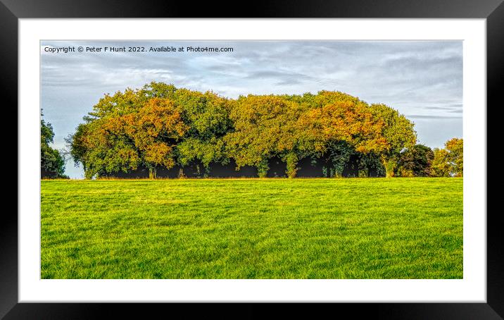 Epsom Downs Trees Framed Mounted Print by Peter F Hunt