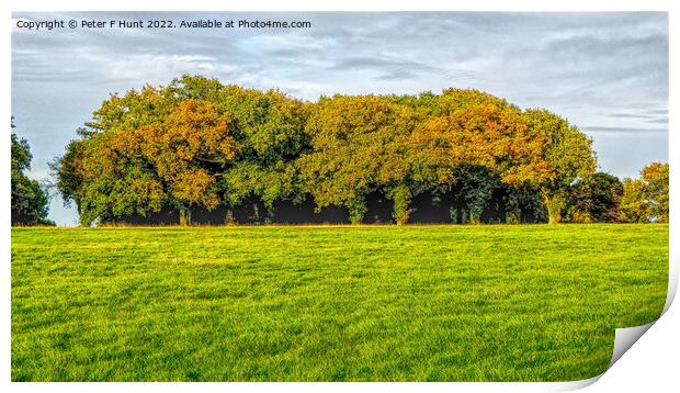 Epsom Downs Trees Print by Peter F Hunt