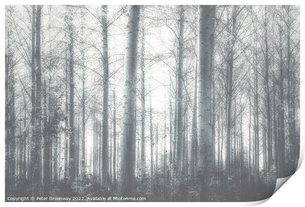 Autumnal trees in the Gypsy Lane Wood, East Hanney Oxfordshire. Print by Peter Greenway