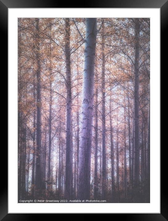 Autumnal trees in the Gypsy Lane Wood, East Hanney Oxfordshire. Framed Mounted Print by Peter Greenway