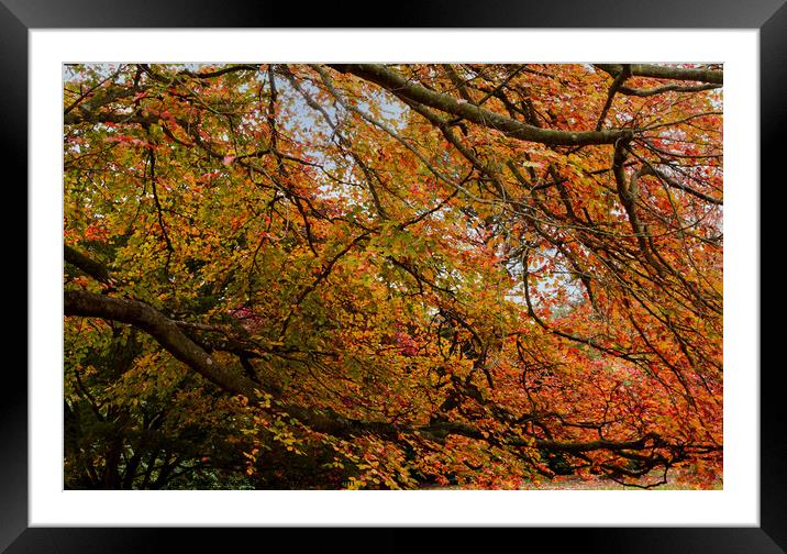 Under the Spreading Beech Tree Framed Mounted Print by Sally Wallis