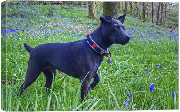 The Patterdale Terrier Canvas Print by Jamie Green