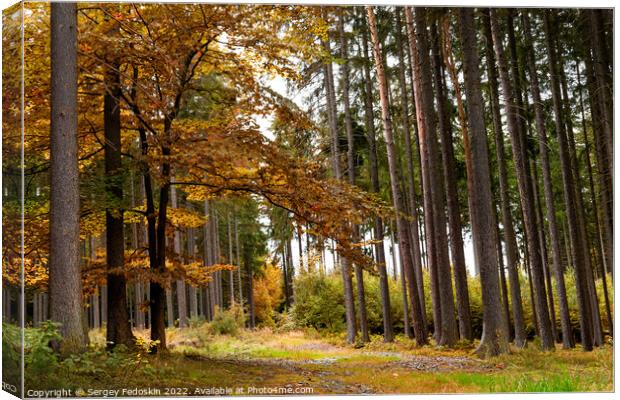 Day in autumn forest. October in european forest. Canvas Print by Sergey Fedoskin
