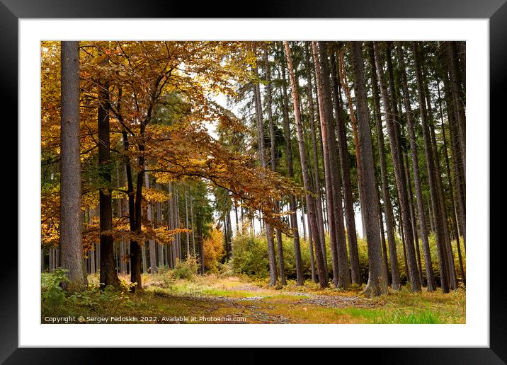 Day in autumn forest. October in european forest. Framed Mounted Print by Sergey Fedoskin