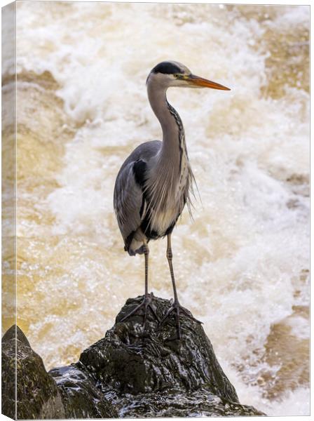 Grey Heron at Betws y Coed Canvas Print by Rory Trappe