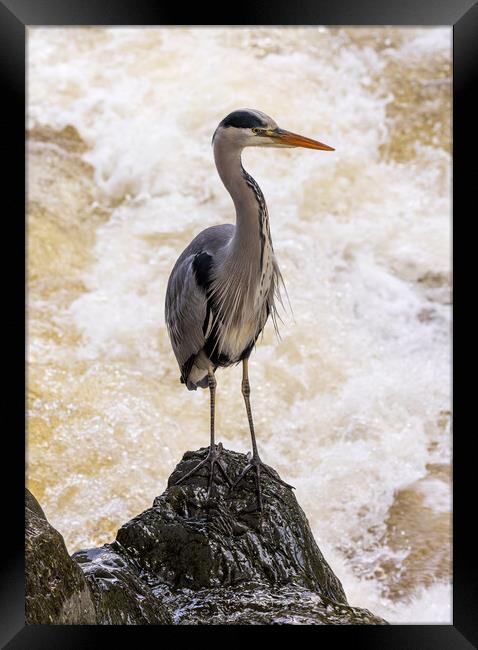 Grey Heron at Betws y Coed Framed Print by Rory Trappe