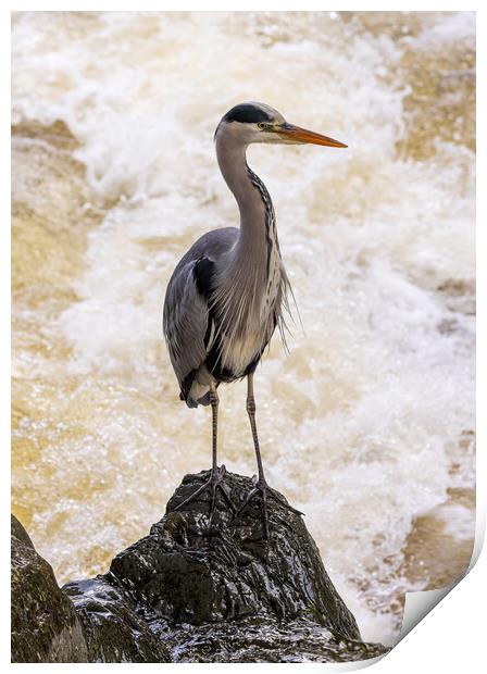 Grey Heron at Betws y Coed Print by Rory Trappe