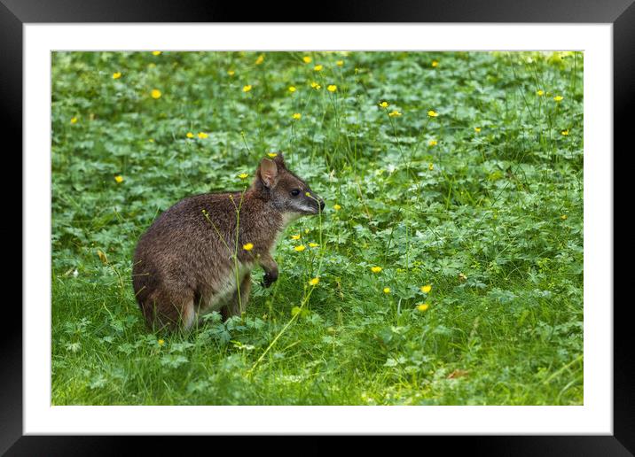 Parma Wallaby In Meadow Framed Mounted Print by Artur Bogacki