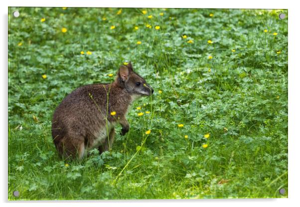 Parma Wallaby In Meadow Acrylic by Artur Bogacki