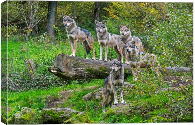 Wolf Pack in Woodland Canvas Print by Arterra 