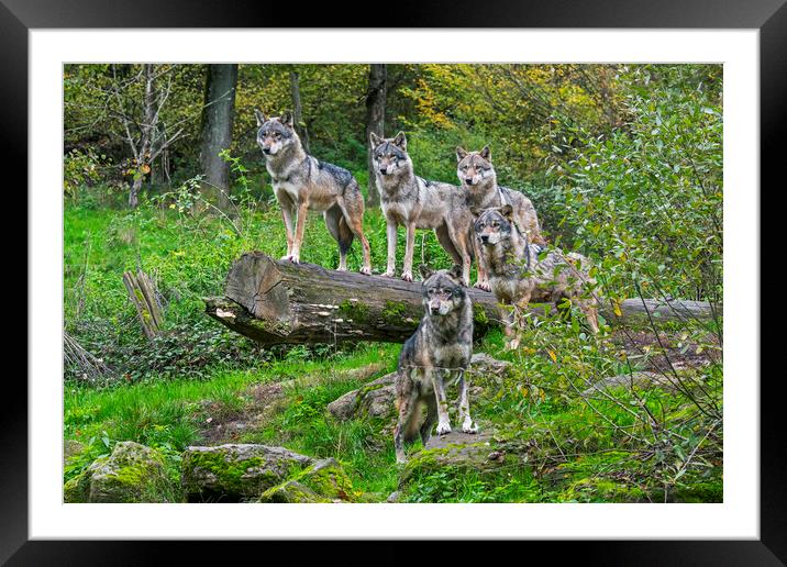 Wolf Pack in Woodland Framed Mounted Print by Arterra 