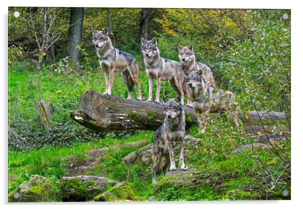 Wolf Pack in Woodland Acrylic by Arterra 
