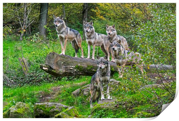 Wolf Pack in Woodland Print by Arterra 