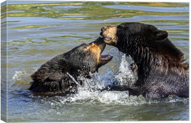 Black Bears Play Fighting in Lake Canvas Print by Arterra 