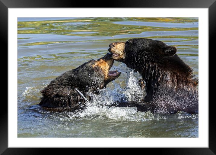 Black Bears Play Fighting in Lake Framed Mounted Print by Arterra 