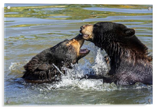 Black Bears Play Fighting in Lake Acrylic by Arterra 