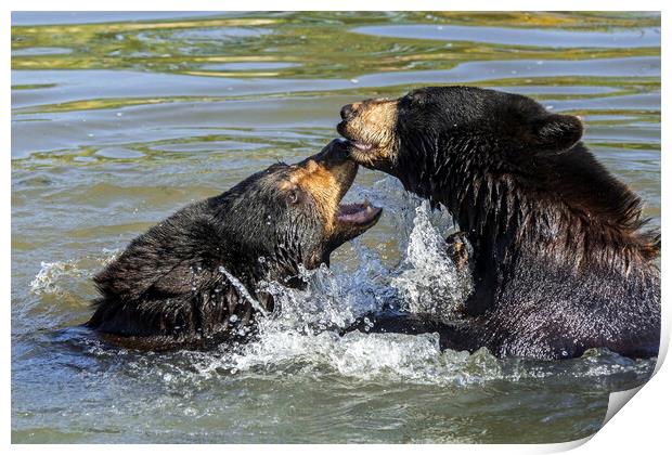 Black Bears Play Fighting in Lake Print by Arterra 