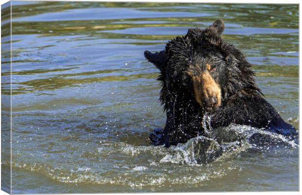 American Black Bear Splashing in Lake Canvas Print by Arterra 